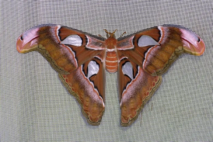 Gerahmter Druck : Der Atlasfalter Attacus lorquini Gerahmter Druck : Der Atlasfalter Attacus lorquini