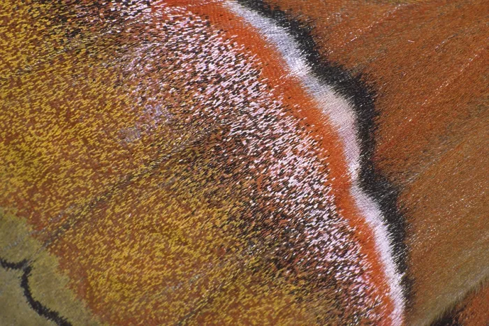 Gerahmter Druck : Der Atlasfalter, Attacus lorquini Gerahmter Druck : Der Atlasfalter, Attacus lorquini