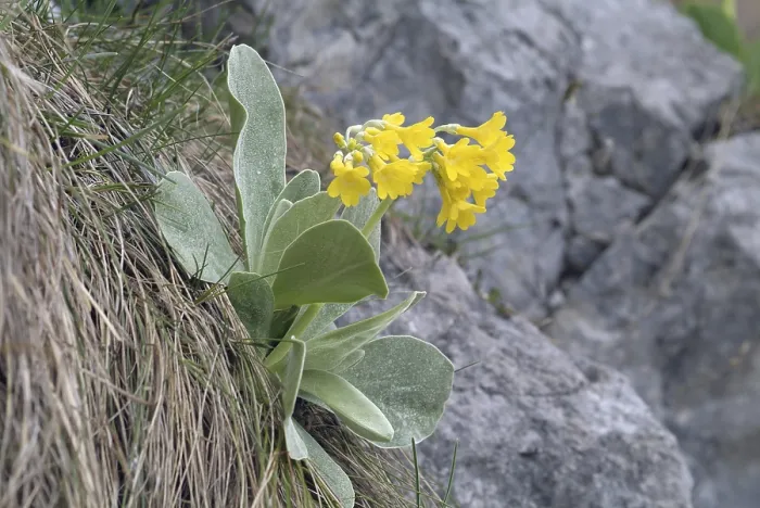 Gerahmter Druck : Auricula oder Bärenohr (Primula auricula) Gerahmter Druck : Auricula oder Bärenohr (Primula auricula)