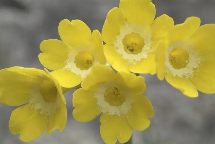 Gerahmter Druck : Auricula oder Bärenohr (Primula auricula) Gerahmter Druck : Auricula oder Bärenohr (Primula auricula)