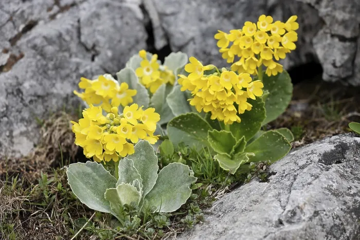 Gerahmter Druck : Auricula (Primula auricula), Bergkette Rax Gerahmter Druck : Auricula (Primula auricula), Bergkette Rax