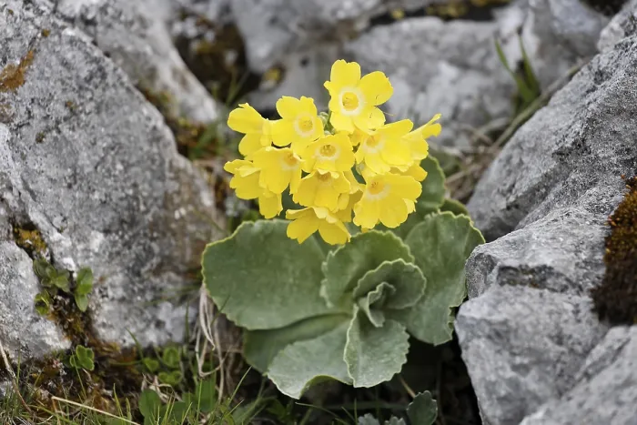 Gerahmter Druck : Auricula (Primula auricula), Bergkette Rax