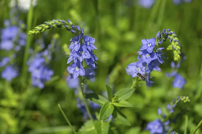 Gerahmter Druck : Österreichische Breitblättrige Glockenblume (Veronica austriaca) Gerahmter Druck : Österreichische Breitblättrige Glockenblume (Veronica austriaca)