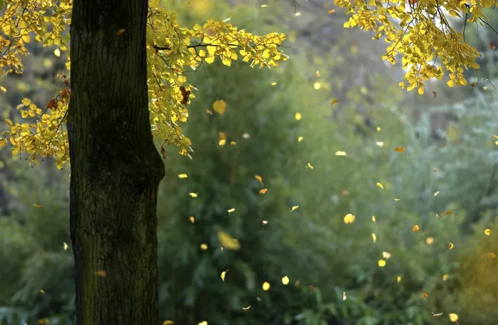 Gerahmter Druck : Autumn Gerahmter Druck : Autumn