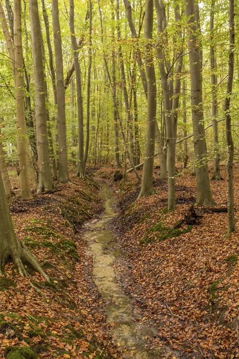 Gerahmter Druck : Autumn Gerahmter Druck : Autumn