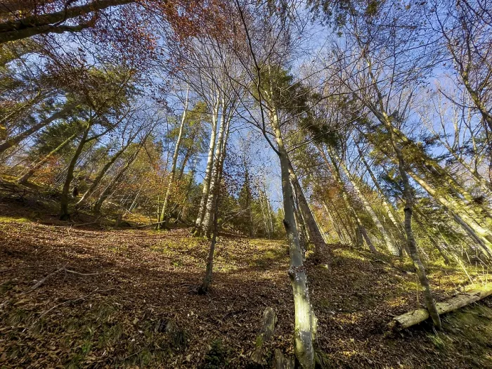 Gerahmter Druck : Herbststimmung im Mischwald. Gerahmter Druck : Herbststimmung im Mischwald.
