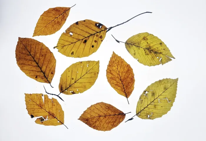 Gerahmter Druck : Herbstfarbene Blätter Gerahmter Druck : Herbstfarbene Blätter