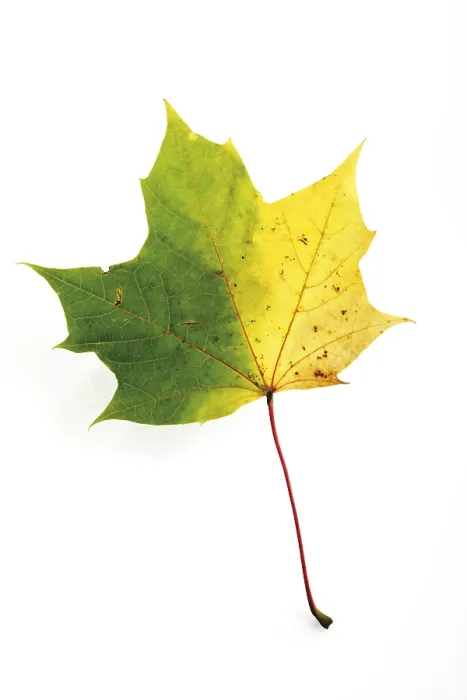 Gerahmter Druck : Herbstfarbener Ahornblatt Gerahmter Druck : Herbstfarbener Ahornblatt