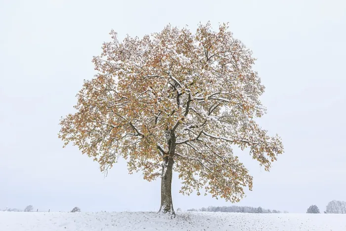 Gerahmter Druck : Herbstfarbener Baum, Schneefall. Gerahmter Druck : Herbstfarbener Baum, Schneefall.