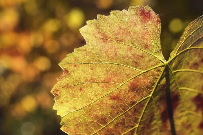 Gerahmter Druck : Herbstfarbener Weinblatt. Gerahmter Druck : Herbstfarbener Weinblatt.