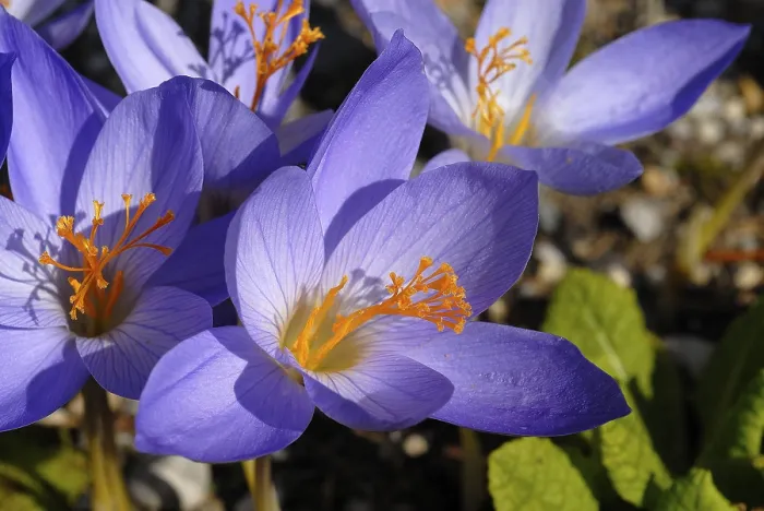 Gerahmter Druck : Herbst-Krokus (Crocus pulchellus)