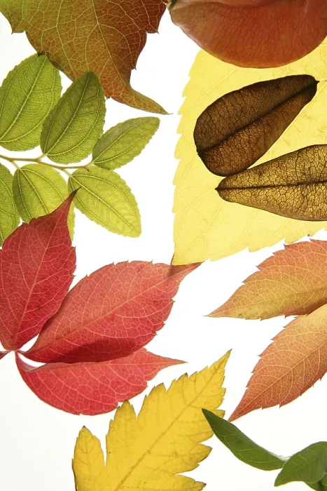 Gerahmter Druck : Herbst, herabfallende Blätter dekorativ noch am Studio weißer Hintergrund. Gerahmter Druck : Herbst, herabfallende Blätter dekorativ noch am Studio weißer Hintergrund.