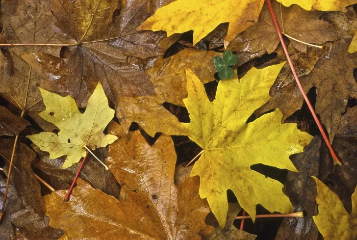 Gerahmter Druck : Herbstlaub. Gerahmter Druck : Herbstlaub.