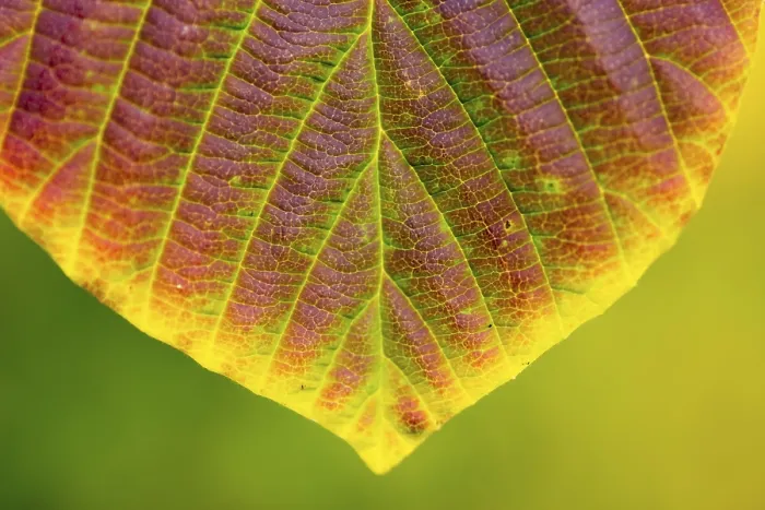 Gerahmter Druck : Herbstlaub. Gerahmter Druck : Herbstlaub.