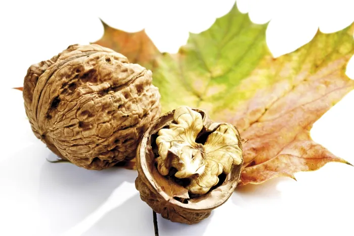Gerahmter Druck : Herbstlaub, Ahornblätter und Walnüsse. Gerahmter Druck : Herbstlaub, Ahornblätter und Walnüsse.