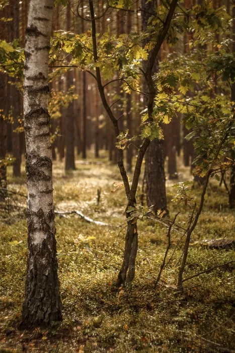 Gerahmter Druck : Herbst im Wald Gerahmter Druck : Herbst im Wald