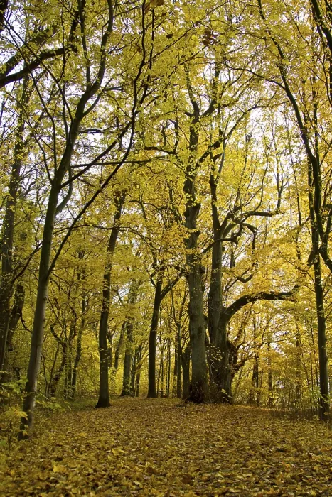 Gerahmter Druck : Herbstwald Gerahmter Druck : Herbstwald