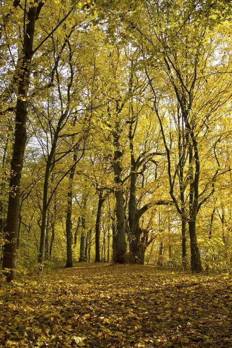 Gerahmter Druck : Herbstwald Gerahmter Druck : Herbstwald