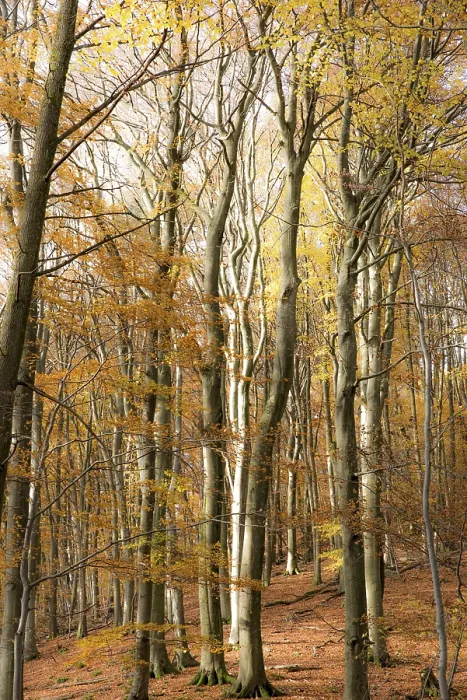 Gerahmter Druck : Herbstwald Gerahmter Druck : Herbstwald