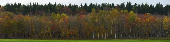Gerahmter Druck : Herbstwald Gerahmter Druck : Herbstwald