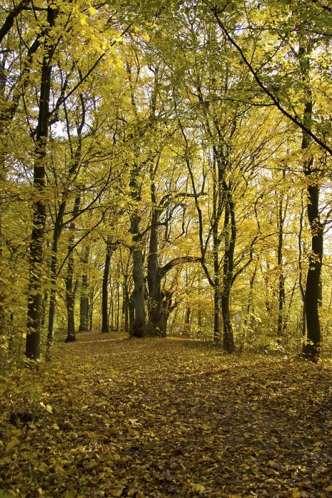 Gerahmter Druck : Herbstwald Gerahmter Druck : Herbstwald
