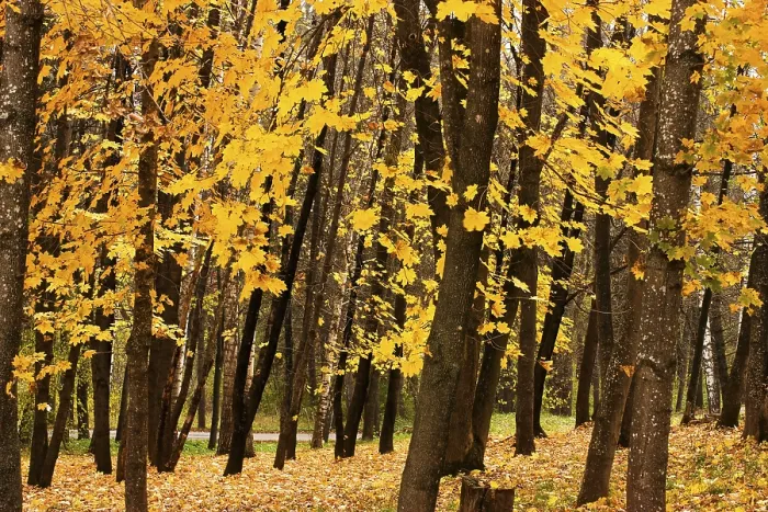 Gerahmter Druck : Herbstwald mit Herbstlaub. Gerahmter Druck : Herbstwald mit Herbstlaub.