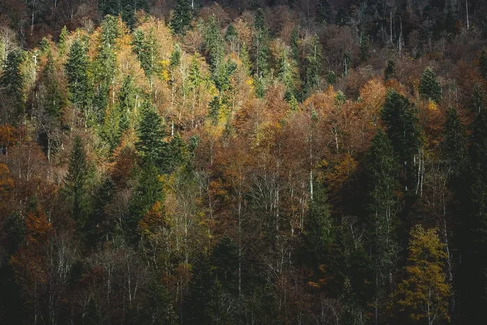 Gerahmter Druck : Herbstwald, Herbst, Oberbayern Gerahmter Druck : Herbstwald, Herbst, Oberbayern
