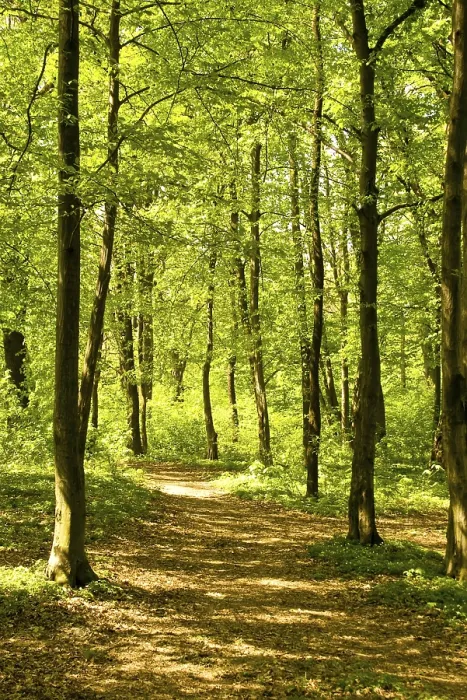 Gerahmter Druck : Herbstwaldweg Gerahmter Druck : Herbstwaldweg