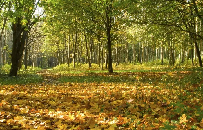 Gerahmter Druck : Herbstwaldweg Gerahmter Druck : Herbstwaldweg