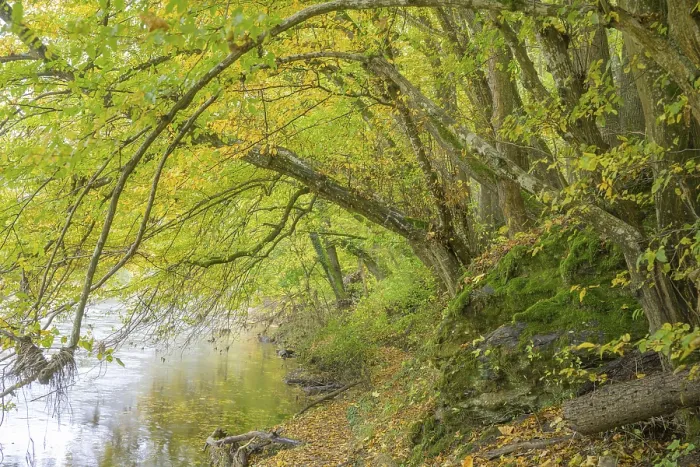 Gerahmter Druck : Herbstwald und Pfad entlang der Thaya. Gerahmter Druck : Herbstwald und Pfad entlang der Thaya.