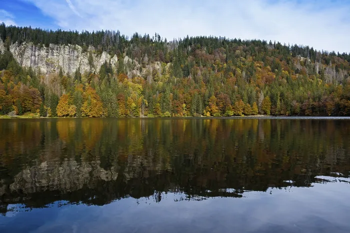 Gerahmter Druck : Herbstwald mit Spiegelung, Feldsee. Gerahmter Druck : Herbstwald mit Spiegelung, Feldsee.
