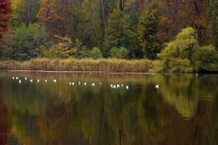 Gerahmter Druck : Herbstlandschaft Gerahmter Druck : Herbstlandschaft