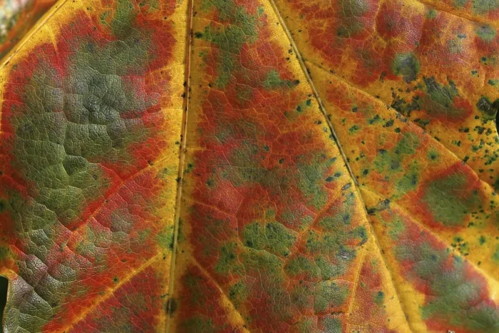 Gerahmter Druck : Herbstblatt. Gerahmter Druck : Herbstblatt.