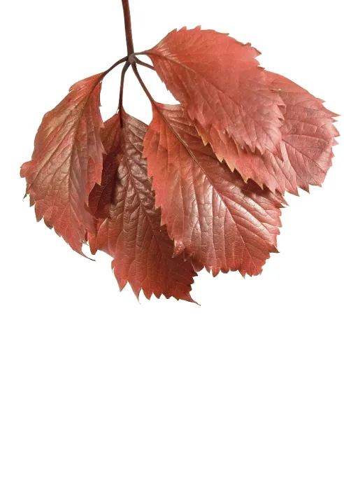 Gerahmter Druck : Herbstblatt Gerahmter Druck : Herbstblatt