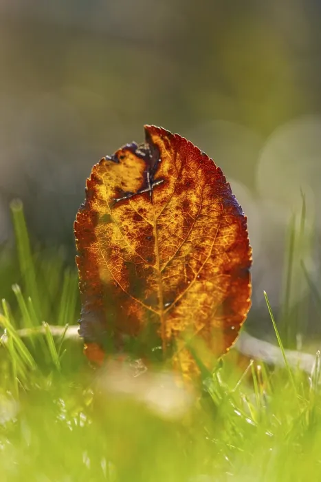 Gerahmter Druck : Herbstblatt im Gras, Nahansicht. Gerahmter Druck : Herbstblatt im Gras, Nahansicht.