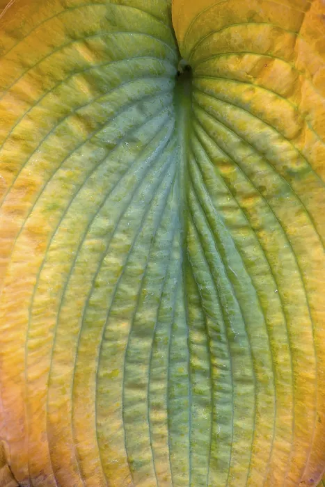 Gerahmter Druck : Detail eines Herbstblatts einer Hosta. Gerahmter Druck : Detail eines Herbstblatts einer Hosta.