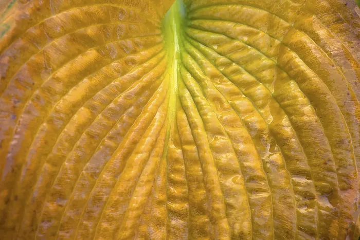 Gerahmter Druck : Ein Detail der Herbstblätter einer Hosta. Gerahmter Druck : Ein Detail der Herbstblätter einer Hosta.