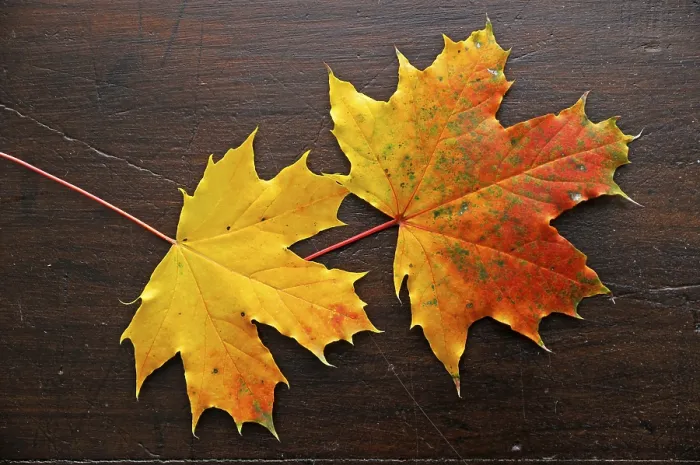 Gerahmter Druck : Herbst, Blatt, Blätter, Ahornblatt. Gerahmter Druck : Herbst, Blatt, Blätter, Ahornblatt.