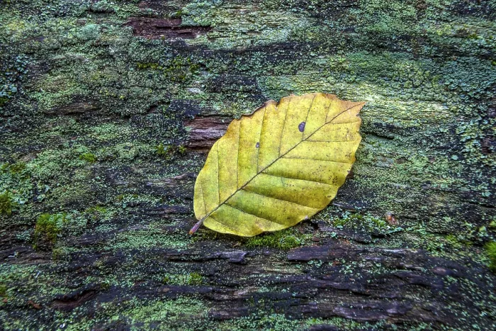 Gerahmter Druck : Herbstlaub liegt auf einem moosigen Baumstamm. Gerahmter Druck : Herbstlaub liegt auf einem moosigen Baumstamm.
