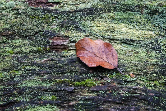 Gerahmter Druck : Herbstblatt liegt auf moosbedecktem Baumstamm. Gerahmter Druck : Herbstblatt liegt auf moosbedecktem Baumstamm.