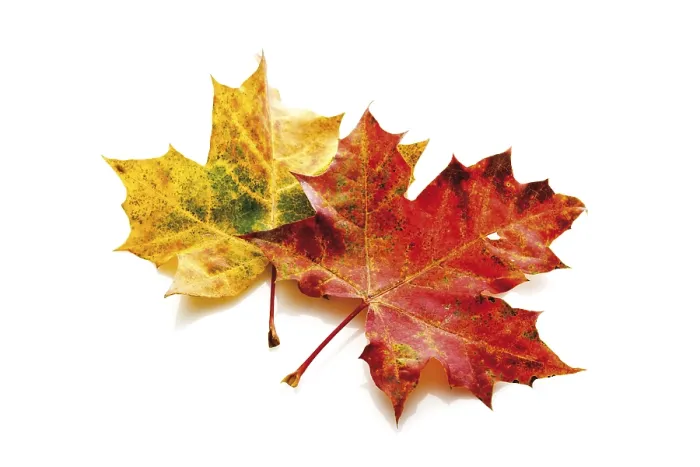 Gerahmter Druck : Herbstblatt von Ahorn (Acer) Gerahmter Druck : Herbstblatt von Ahorn (Acer)