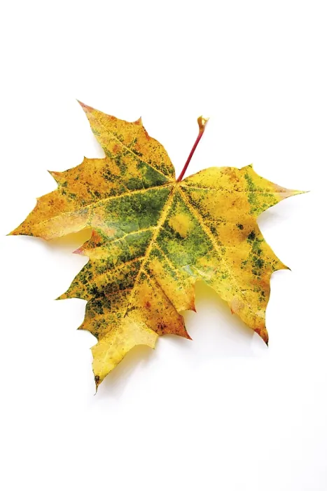 Gerahmter Druck : Herbstlaub, Ahorn (Acer) Gerahmter Druck : Herbstlaub, Ahorn (Acer)
