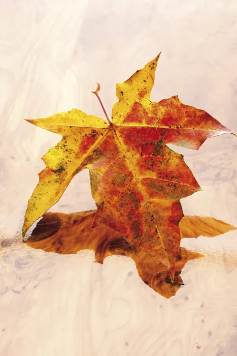 Gerahmter Druck : Herbstblatt, Ahorn (Acer) Gerahmter Druck : Herbstblatt, Ahorn (Acer)