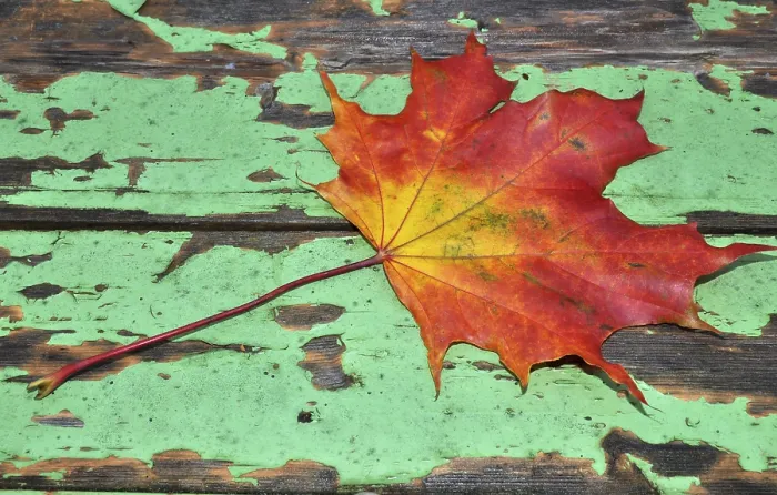 Gerahmter Druck : Herbst, Blatt, Ahornblatt, Ahorn