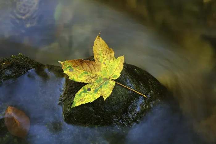 Gerahmter Druck : Herbstblatt auf einem Felsen in einem Bach. Gerahmter Druck : Herbstblatt auf einem Felsen in einem Bach.