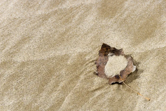 Gerahmter Druck : Herbstblatt auf Sand Gerahmter Druck : Herbstblatt auf Sand