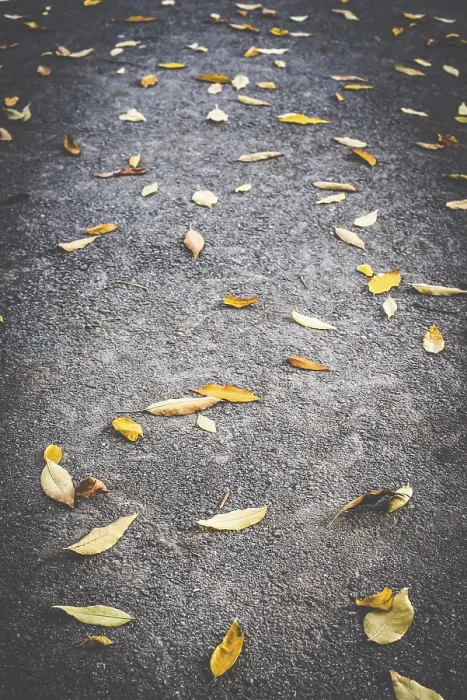 Gerahmter Druck : Herbstblatt auf Gehweg. Dunkler Hintergrund.