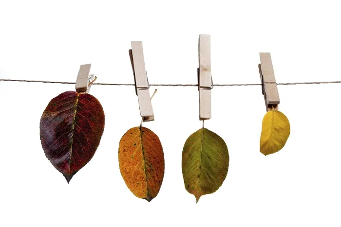 Gerahmter Druck : Herbstblätter, die von Kleiderbügeln gehalten werden. Gerahmter Druck : Herbstblätter, die von Kleiderbügeln gehalten werden.