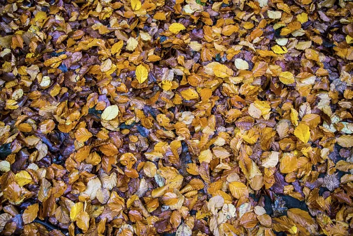 Gerahmter Druck : Herbstlaub, Buche. Gerahmter Druck : Herbstlaub, Buche.