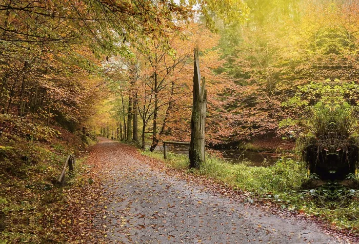 Gerahmter Druck : Herbstweg umgeben von Bäumen. Gerahmter Druck : Herbstweg umgeben von Bäumen.